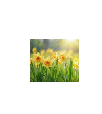 Essenza Bucato Narciso 500ml