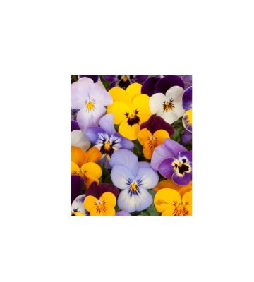 Essenza Bucato Violetta 500ml