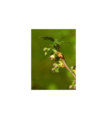 Msa Ribes Nigrum 50ml