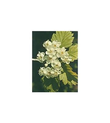 Tsa Crataegus Oxycanthia 50ml