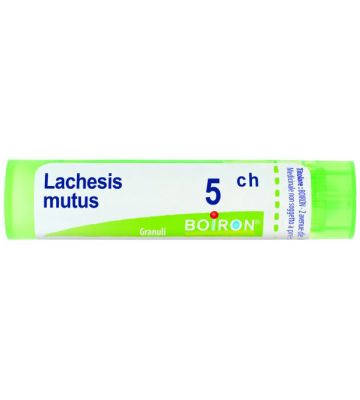 Lachesis Mut 5ch gr