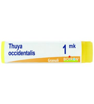 Thuya Occ mk gl