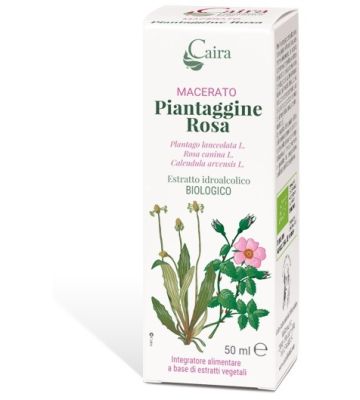 Piantaggine ra Macerato Caira