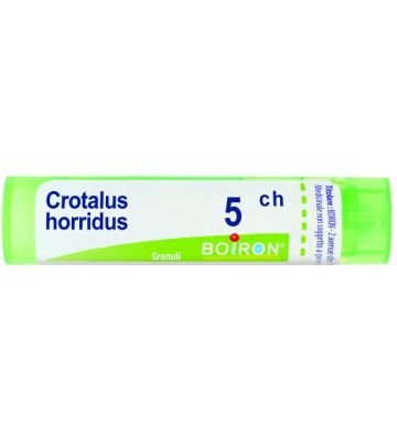 Crotalus Horridus 5ch gr