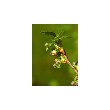 Msa Ribes Nigrum 50ml