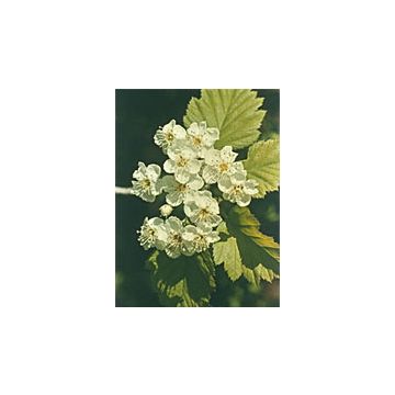Tsa Crataegus Oxycanthia 50ml